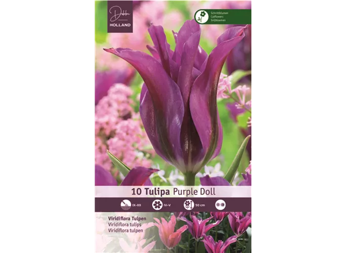  - Tulpen Pulchella Little Beauty
