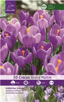  - Krokusse Grand Maitre