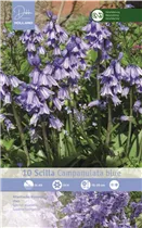  - Scilla campanulata Blau
