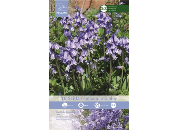  - Scilla campanulata Blau