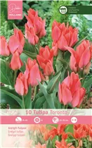 Blumenzwiebeln - Tulpen Toronto x10