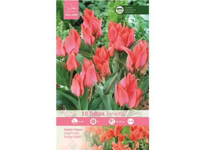 Blumenzwiebeln - Tulpen Toronto x10