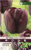  - Tulpia Queen of the Night