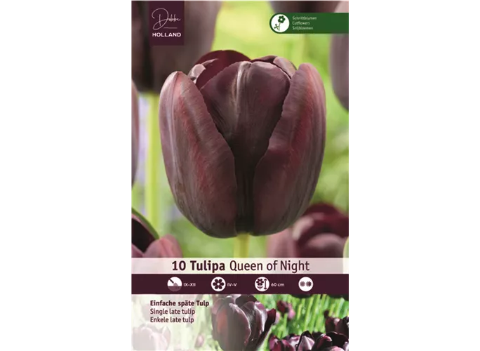  - Tulpia Queen of the Night