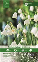 Blumenzwiebeln - Leucojum aestivum x10