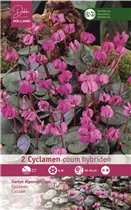 Blumenzwiebeln - Cyclamen Coum / Frühjahrsblühend rosa rot, 2 Stück