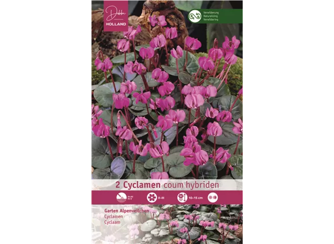 Blumenzwiebeln - Cyclamen Coum / Frühjahrsblühend rosa rot, 2 Stück