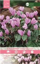 Blumenzwiebeln - Cyclamen Neapolitanum Alpenveilchen rosa, 2 Stück