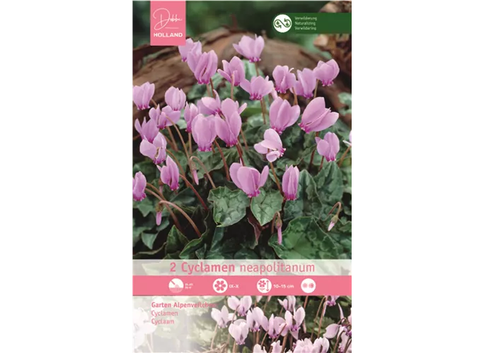 Blumenzwiebeln - Cyclamen Neapolitanum Alpenveilchen rosa, 2 Stück