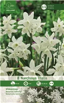 Blumenzwiebeln - Narzissen Thalia Triandrus 8 Stück - Weiß