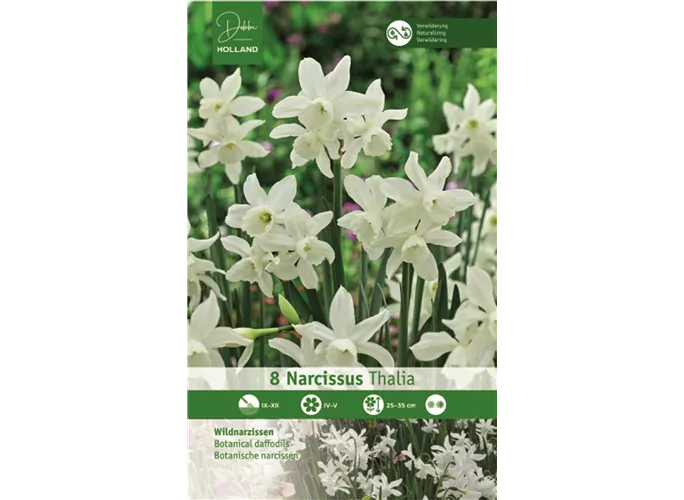 Blumenzwiebeln - Narzissen Thalia Triandrus 8 Stück - Weiß