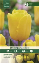  - Tulpen Caractere
