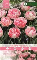  - Tulpen Foxtrot