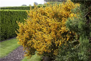 Cytisus scoparius - Besenginster