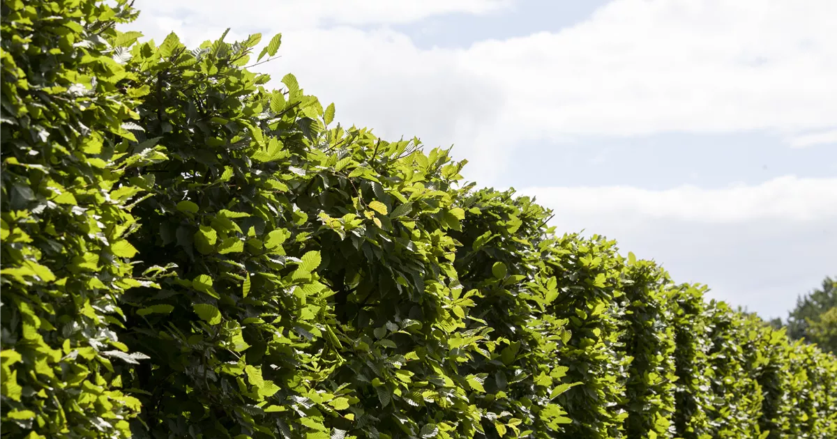  - Die Hainbuche: Hecke und Vogelparadies