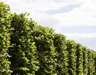 Die Hainbuche: Hecke und Vogelparadies Die Hainbuche: Hecke und Vogelparadies