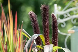 Pennisetum glaucum 'Purple Baron' - Garten-Federborstengras 'Purple Baron' Pennisetum glaucum 'Purple Baron' - Garten-Federborstengras 'Purple Baron'