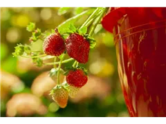 Fragaria x ananassa 'Hummi® Neue Mieze' - Erdbeere 'Hummi® Neue Mieze' Fragaria x ananassa 'Hummi® Neue Mieze' - Erdbeere 'Hummi® Neue Mieze'