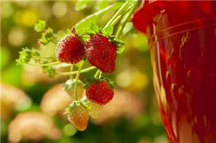 Fragaria x ananassa 'Hummi® Neue Mieze' - Erdbeere 'Hummi® Neue Mieze' Fragaria x ananassa 'Hummi® Neue Mieze' - Erdbeere 'Hummi® Neue Mieze'