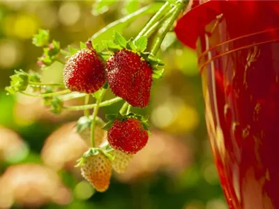 Fragaria x ananassa 'Hummi® Neue Mieze' - Erdbeere 'Hummi® Neue Mieze' Fragaria x ananassa 'Hummi® Neue Mieze' - Erdbeere 'Hummi® Neue Mieze'