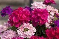 - Die Verbene – schön und nützlich zugleich  - Die Verbene – schön und nützlich zugleich