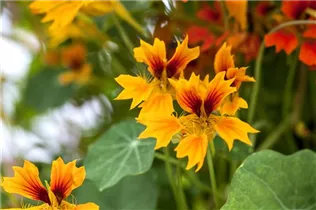 - Tropaeolum majus 'Flamer Thrower Yellow'