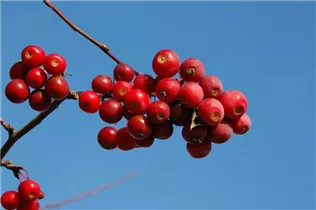 Malus 'Sugar Tyme' - Zierapfel 'Sugar Tyme'