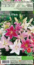 Blumenzwiebeln - Orientalische Lilien Mischung - 5 Stück