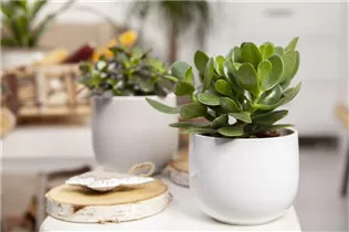 Crassula ovata 'Magical Tree' - Geldbaum 'Magical Tree' Crassula ovata 'Magical Tree' - Geldbaum 'Magical Tree'