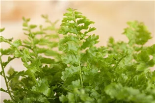 Nephrolepis exaltata - Schwertfarn Nephrolepis exaltata - Schwertfarn