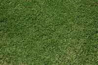 - Den richtigen Rasen für den eigenen Garten auswählen  - Den richtigen Rasen für den eigenen Garten auswählen