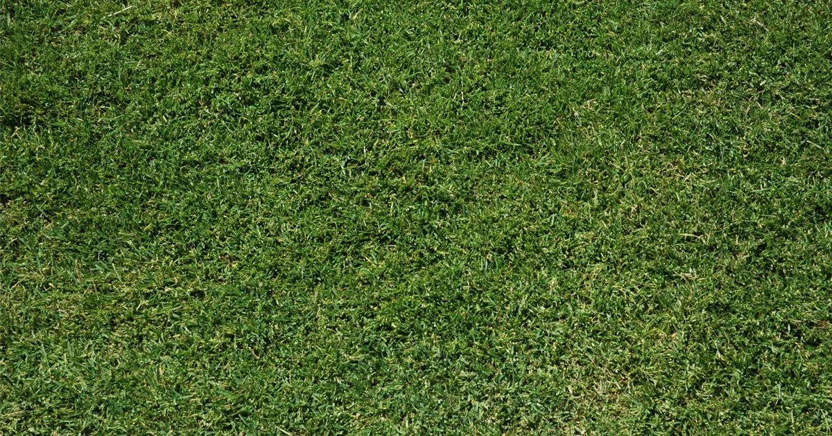  - Den richtigen Rasen für den eigenen Garten auswählen