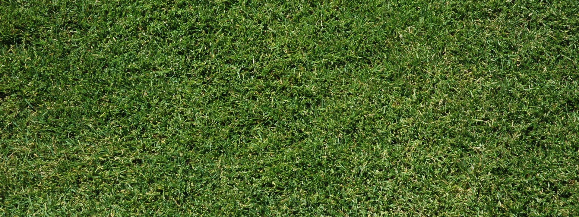 Englischer Rasen Englischer Rasen