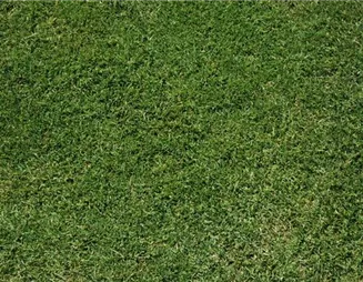 Den richtigen Rasen für den eigenen Garten auswählen