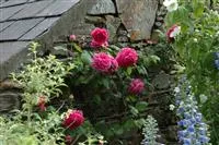 - Rosenpflege – pflanzen, schneiden, düngen  - Rosenpflege – pflanzen, schneiden, düngen