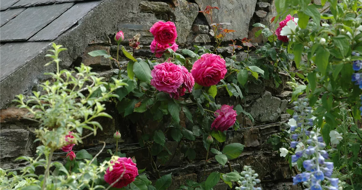  - Rosenpflege – pflanzen, schneiden, düngen