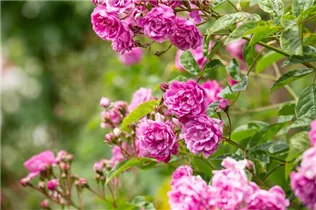 Vielblütige Rose 'Taunusblümchen' - Rosa multiflora 'Taunusblümchen' Vielblütige Rose 'Taunusblümchen' - Rosa multiflora 'Taunusblümchen'