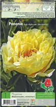 Blumenzwiebeln - Pfingstrosen Paeonia Bartzella - 1 Stück