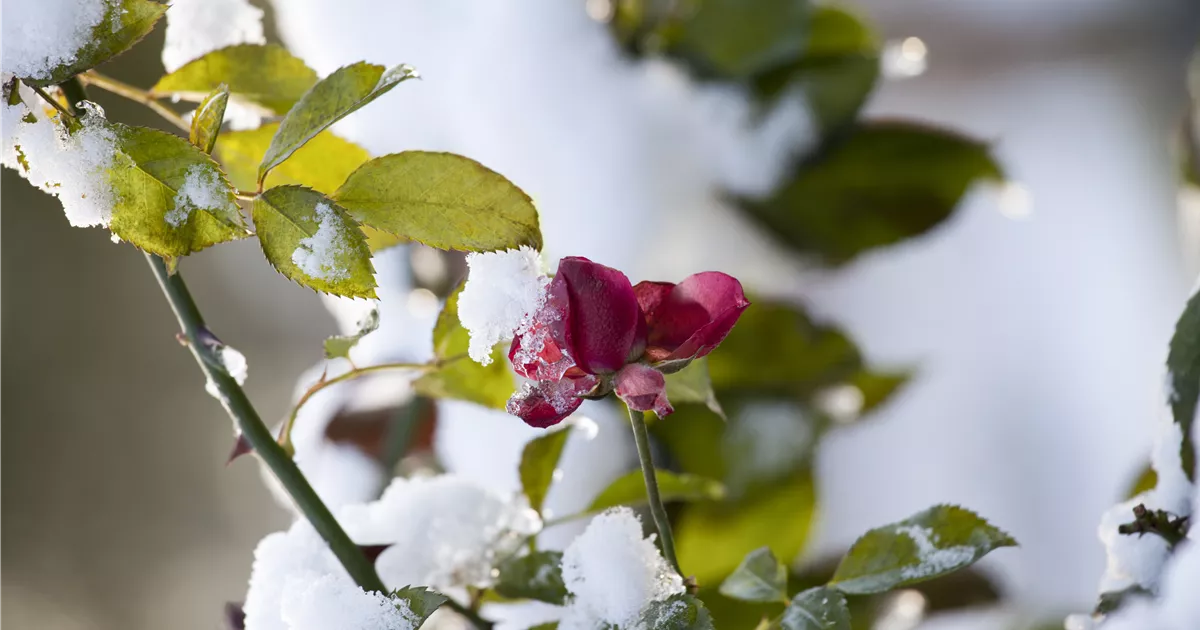  - Schönheit im Eis: Rosen überwintern leicht gemacht