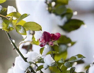 Schönheit im Eis: Rosen überwintern leicht gemacht Schönheit im Eis: Rosen überwintern leicht gemacht