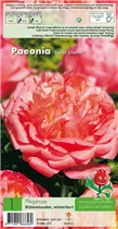 Blumenzwiebeln Premium - Pfingstrosen Paeonia Coral Charm - 1 Stück Blumenzwiebeln Premium - Pfingstrosen Paeonia Coral Charm - 1 Stück