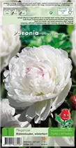 Blumenzwiebeln - Pfingstrosen Paeonia Shirley Temple - 1 Stück