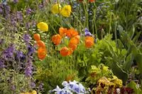 - Mohn: Blütenzauber und Eleganz  - Mohn: Blütenzauber und Eleganz