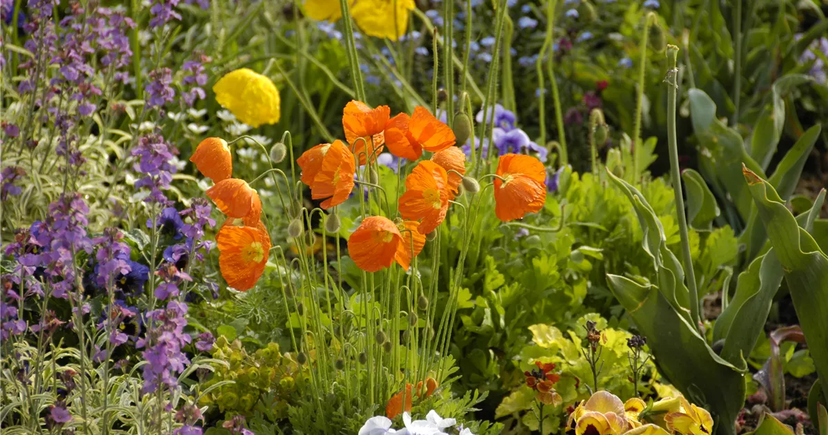  - Mohn: Blütenzauber und Eleganz