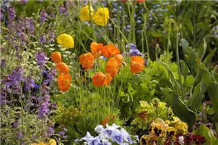 Papaver nudicaule - Island-Mohn Papaver nudicaule - Island-Mohn