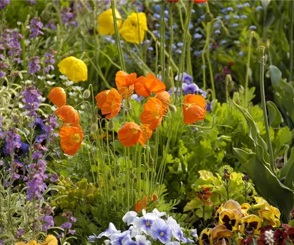 - Mohn: Blütenzauber und Eleganz  - Mohn: Blütenzauber und Eleganz