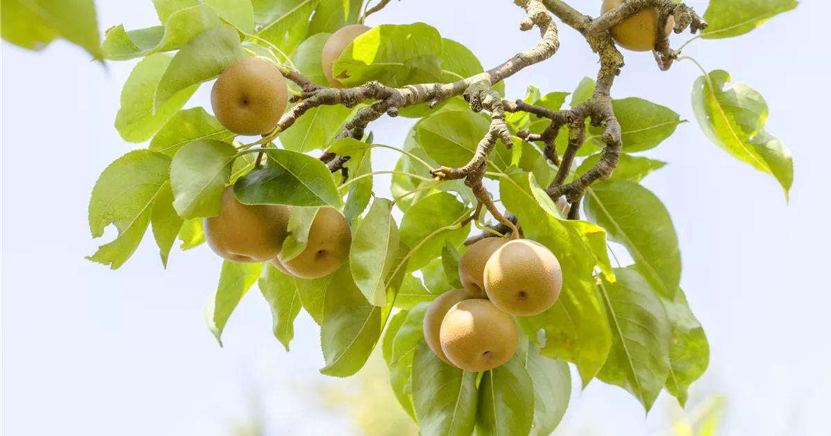  - Der Obstgarten – viele Leckereien für große und kleine Naschkatzen