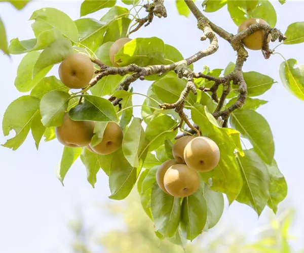 - Der Obstgarten – viele Leckereien für große und kleine Naschkatzen  - Der Obstgarten – viele Leckereien für große und kleine Naschkatzen