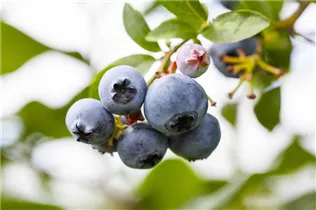 - Vaccinium corymbosum 'Brigitta'  - Vaccinium corymbosum 'Brigitta'