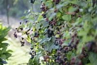 - Fruchtige Pflanzenpflege – Beerensträucher zurückschneiden  - Fruchtige Pflanzenpflege – Beerensträucher zurückschneiden